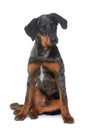 Young beauceron in studio