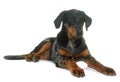 Young beauceron in studio