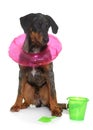 Young beauceron in summer Royalty Free Stock Photo