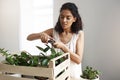 Young beautiful african female botanist cutting plant stems at workplace. Copy space.