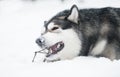 Young beautiful alaskan malamute lying and playing with stick in snow. Dog winter. Royalty Free Stock Photo