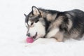 Young beautiful alaskan malamute lying and playing with violet ball. Dog winter. Royalty Free Stock Photo