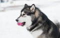Young beautiful alaskan malamute playing with violet ball. Dog winter. Royalty Free Stock Photo