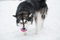 Young beautiful alaskan malamute standing and playing with violet ball. Dog winter. Royalty Free Stock Photo