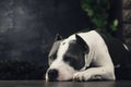 Young beautiful american staffordshire terrier dog lying at studio floor in summer sunny holiday in grass Royalty Free Stock Photo