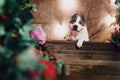 Young beautiful american staffordshire terrier dog lying at studio floor in summer sunny holiday in grass Royalty Free Stock Photo