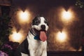 Young beautiful american staffordshire terrier dog lying at studio floor in summer sunny holiday in grass Royalty Free Stock Photo