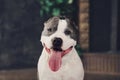 Young beautiful american staffordshire terrier dog lying at studio floor in summer sunny holiday in grass Royalty Free Stock Photo