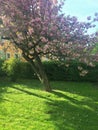 Apricot tree with soft pink buds is very beautiful contrast with green grass Royalty Free Stock Photo