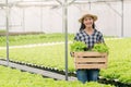 Young beautiful Asian woman harvesting hydroponic vegetable in her farm. Holding wooden vegetable basket healthy organic plant Royalty Free Stock Photo