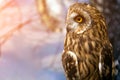 young beautiful brown owl Royalty Free Stock Photo