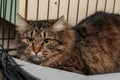 Young, beautiful cat in the shelter Royalty Free Stock Photo