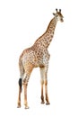 Young beautiful close up giraffe Africa animal isolate stand on white background in zoo with full cutout length