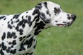 A young beautiful Dalmatian dog Royalty Free Stock Photo