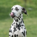 A young beautiful Dalmatian dog Royalty Free Stock Photo