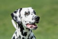 A young beautiful Dalmatian dog Royalty Free Stock Photo