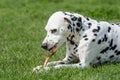 A young beautiful Dalmatian dog Royalty Free Stock Photo