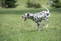 A young beautiful Dalmatian dog running on the grass Royalty Free Stock Photo