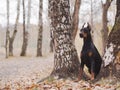 Young beautiful doberman and malinois dog walking in park in summer sunny holiday