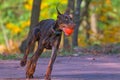 A young beautiful Doberman runs on the lawn, holding a red ball in his mouth. Royalty Free Stock Photo