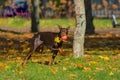 A young beautiful Doberman runs on the lawn, holding a red ball in his mouth. Royalty Free Stock Photo