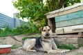 Young beautiful dog lies near the wooden doghouse Royalty Free Stock Photo