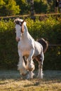 Young beautiful drum horse drumhorse stallion white and red orange with black tail unusual blue eye playing freely in the gr