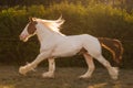 Young beautiful drum horse drumhorse stallion white and red orange with black tail unusual blue eye playing freely in the gr