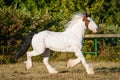 Young beautiful drum horse drumhorse stallion white and red orange trotting running freely