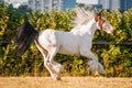 Young beautiful drumhorse stallion running trotting freely in the green field