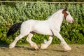 Young beautiful drumhorse stallion running trotting freely in the green field