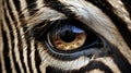 Young beautiful eye Zebra close up Royalty Free Stock Photo