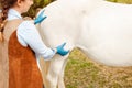 beautiful female vet inspects a white horse. Love, medicine, pet care, trust, happiness, health. back, withers. Illness