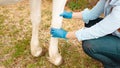 beautiful female vet inspects a white horse. Love, medicine, pet care, trust, happiness, health. Damage to the leg, knee