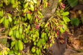 Young beautiful fresh averrhoa bilimbi cucumber tree sour taste used for cooking,groing in Sri Lanka. Close-up fruit plant tree