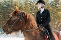 Young beautiful girl jockey riding a horse in winter forest Royalty Free Stock Photo