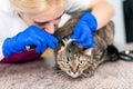 Young beautiful girl a veterinarian examines a cat`s ears with an otoscope. Cat is not happy Royalty Free Stock Photo