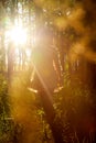 Young beautiful girl walking in forest and sun looking as star shining through the tree trunks. Model posing in the park in a Royalty Free Stock Photo