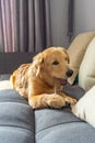 Young golden retriever biting his rawhide bone on sofa