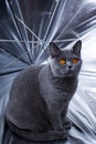 Young beautiful gray British cat