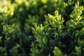 Young green boxwood in sunlight.