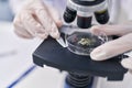 Young beautiful hispanic woman scientist looking sample using microscope at laboratory Royalty Free Stock Photo