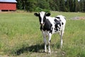 Young Beautiful Holstein-Friesian Cow in the Summer