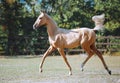 Young beautiful horse of isabella color