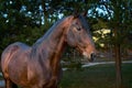 Young beautiful horse walking in the evening in the forest Royalty Free Stock Photo