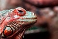 A young beautiful iguana Royalty Free Stock Photo