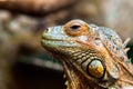 A young beautiful iguana Royalty Free Stock Photo