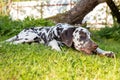 Young,beautiful labrador dalmatian dog playing with a stick.Portrait of brown and white dalmatian dog breed lying on a Royalty Free Stock Photo