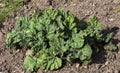 Young Beautiful large green rhubarb Bush in Sunny spring weather in the garden Royalty Free Stock Photo