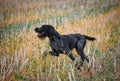 A young, beautiful, liver, black and white ticked German Wirehaired Pointer dog walking on the grass. The Drahthaar has a distinct Royalty Free Stock Photo